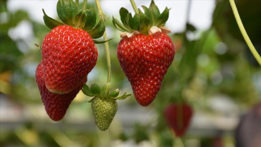 Trabzon çay ve fındıktan sonra çilekte de öne çıkmayı hedefliyor