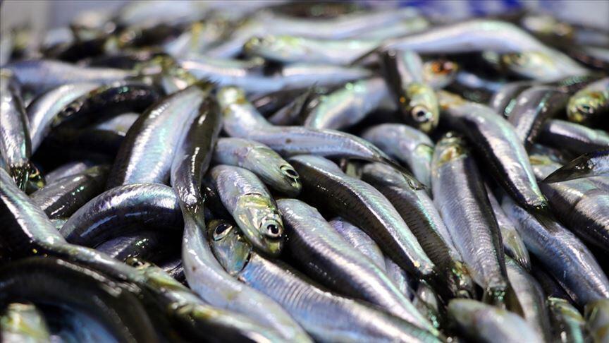 Trabzon'da taze hamsi kısa sürede tükendi