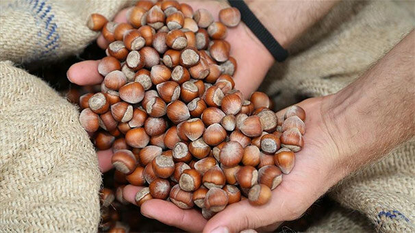 Trabzon'dan 48 ülkeye fındık ihracatı