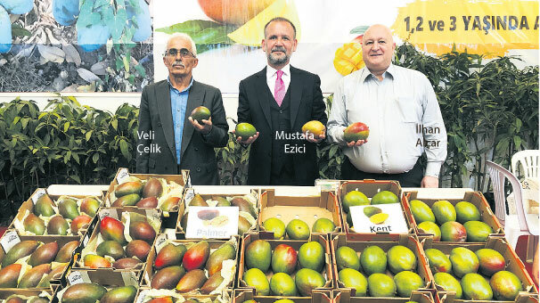 Tropikal mango Antalyalı oluyor