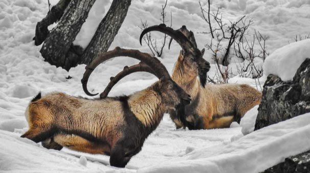 Tunceli’de belgesellik görüntüler