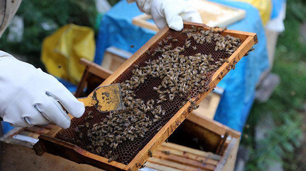 Türk balı 48 ülkede ağızları tatlandırdı