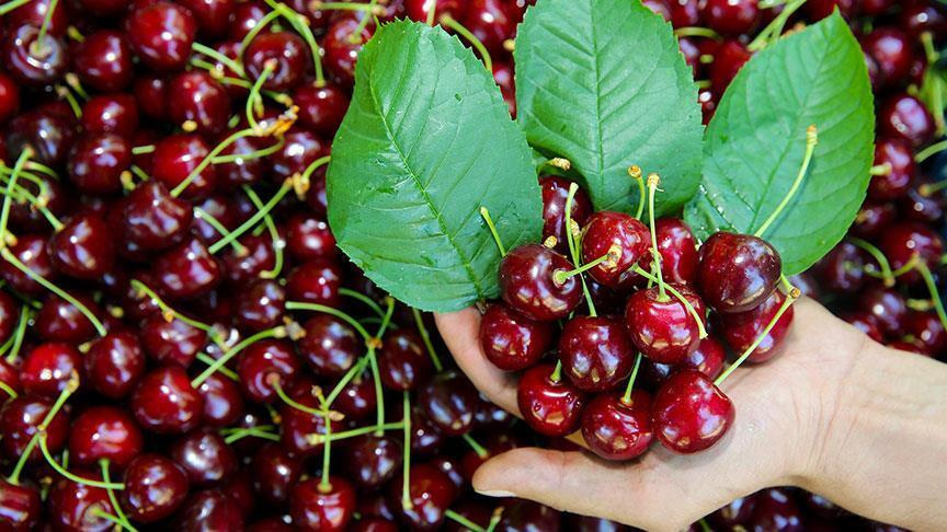 Türk kirazı 62 ülkede ağızları tatlandırdı