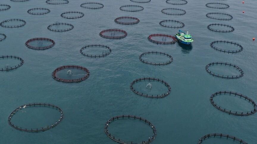 Türk somonu ihracatı 91 milyon doları aştı