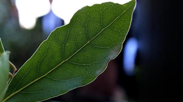 Türkiye'den Avrupa'ya 14 bin ton defne yaprağı ihracatı