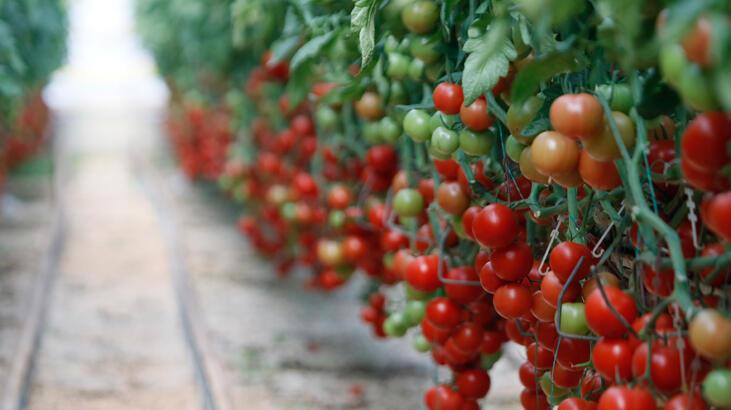 Türkiye'nin domates ihracatı yılın ilk yarısında yüzde 12 arttı