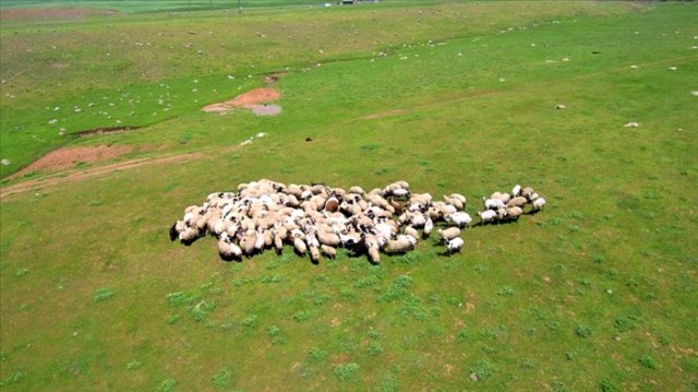 Türkiye'nin hayvan varlığı 70 milyona yaklaştı
