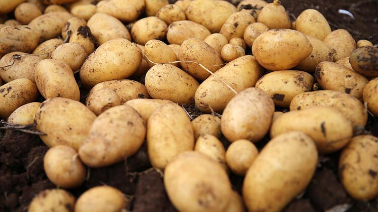 Türkiye'nin patates tohum ihtiyacı yerli tohumla karşılanıyor