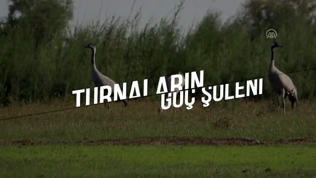 Turnaların 