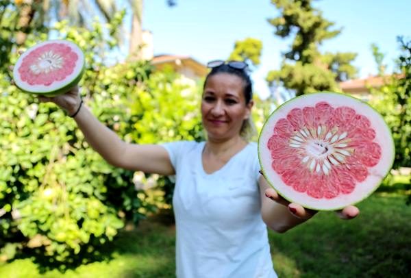 Turunçgillerin atası pomelo, sadece antalya'da yetişiyor