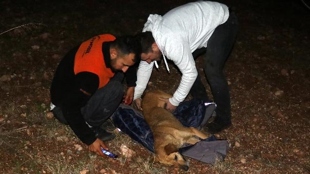 Uçuruma düşen köpek kurtarıldı! Yavruları telef oldu...