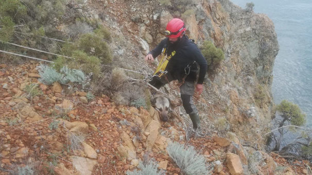 Uçurumda mahsur kalan köpek kurtarıldı