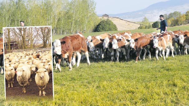Ucuz etin formülü tombul dana