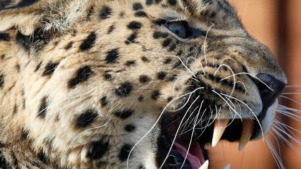Ülkenin konuştuğu leopar öldürüldü