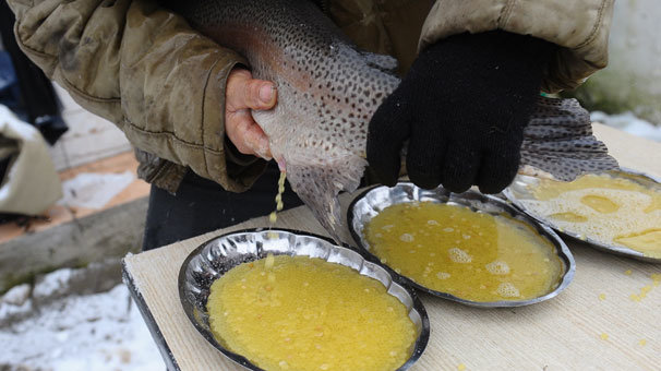 Uludağ'ın eteklerindeki alabalıklar işte böyle üretiliyor