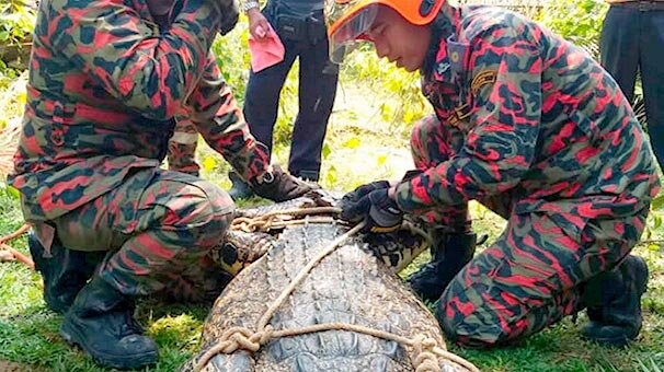 Uzunluğu 4 metre ağırlığı 400 kilogram... Ve yakalandı