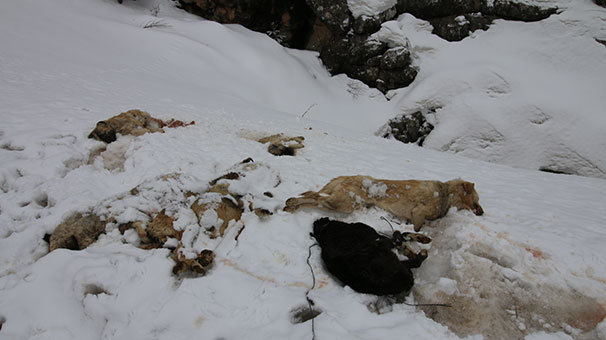 Vahşet! Kan izlerini takip edince buldular