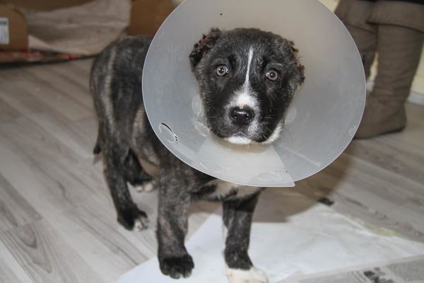 Vahşet! Kulakları kesilmiş halde bulundu