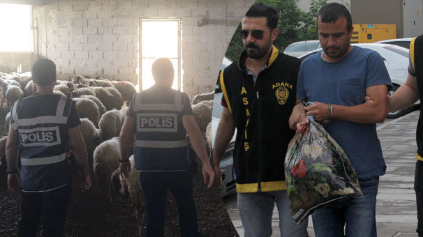 Vatandaşı dolandırıp çiftlik kuran sanığın ifadesi şok etti