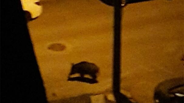 Vatandaşlar büyük şaşkınlık yaşadı! Evlerinden böyle görüntülediler...