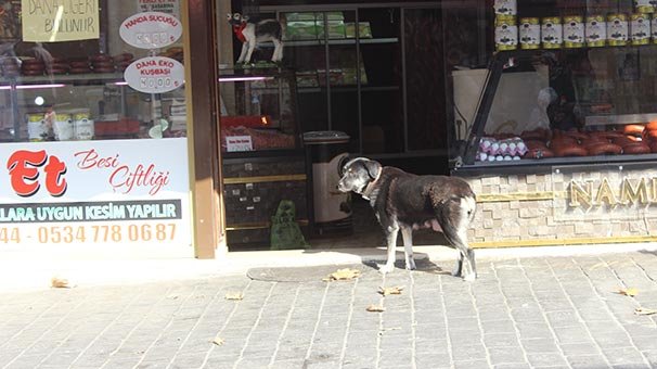 Verilen yemekleri yemeden yuvasına götüren anne köpek ve yavrularına esnaf sahip çıktı