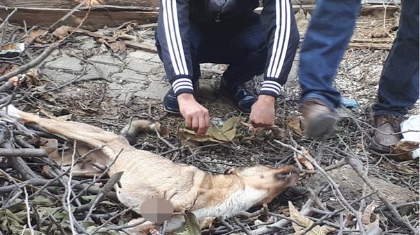 Vicdansızlık! Patisi kesilmiş halde bulundu