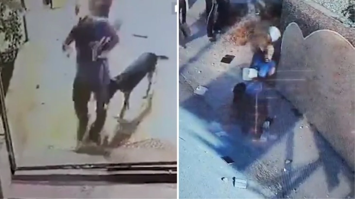 Yahudi yerleşimcilerden Batı Şeria'da camiye saldırı! Köpekle içeri girip Kur'an-ı Kerim'i yırttı
