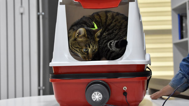 Yaptıkları 'kedi tuvaleti' için patent başvurusu yaptı