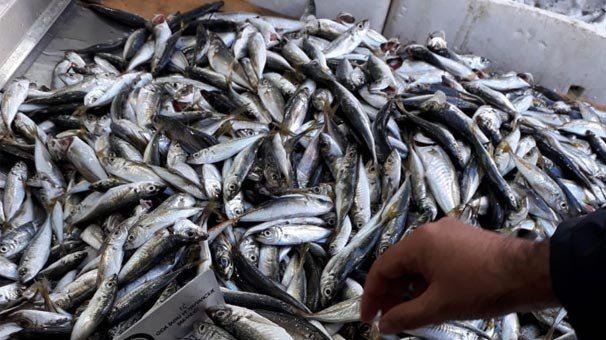 Yasağa uymadılar! Tam 5 ton ele geçirildi