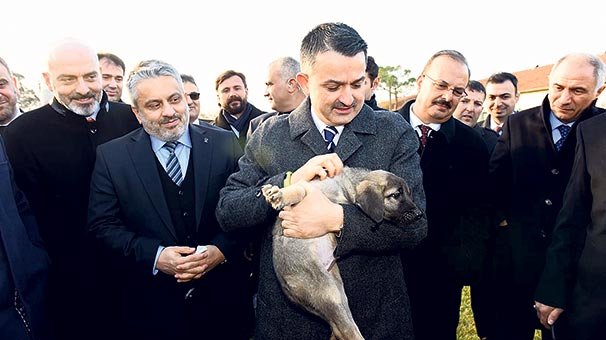 Yavru kangala bakan kucağı!