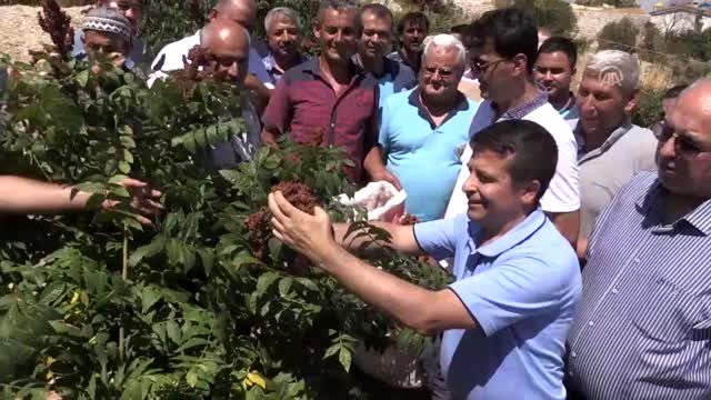Yayladağı'nda sumak hasadı