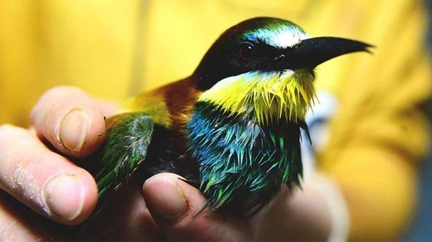 Yeni keşfedildi! Uzmanlardan kötü haber geldi...