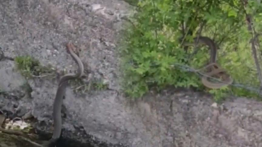 Yer: Erzincan! 2 metre uzunluğundaki yılanla karşılaştılar