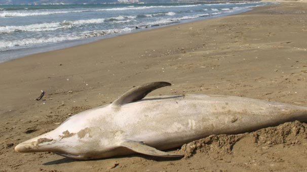Yer: İzmir! Gören vatandaşlar hemen haber verdi