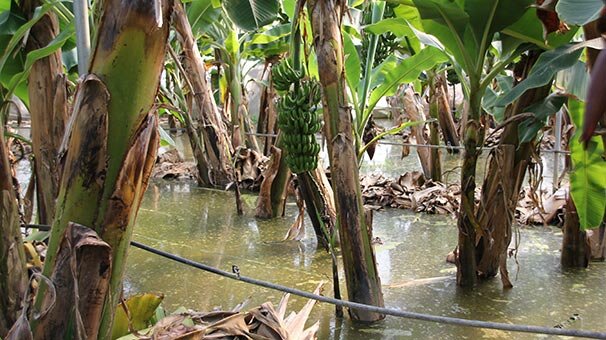 Yer: Mersin! Sular altında kaldı...
