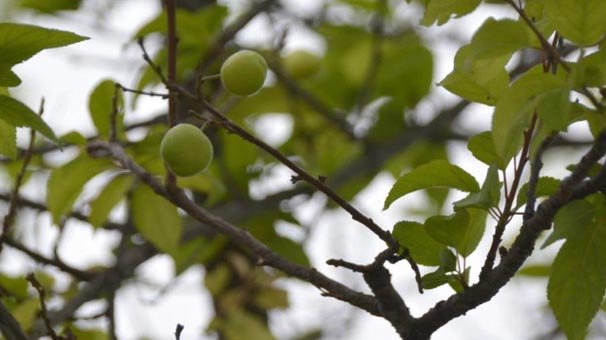 Yer: Muğla! Görenler de duyanlar da çok şaşırdı