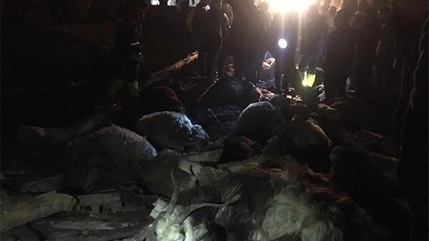 Yer: Muş! Yüzlerce hayvan bu halde bulundu