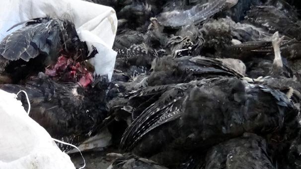 Yer: Van! Hindiler böyle bulundu