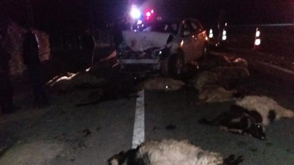 Yer: Van! Onlarca koyun bu halde bulundu