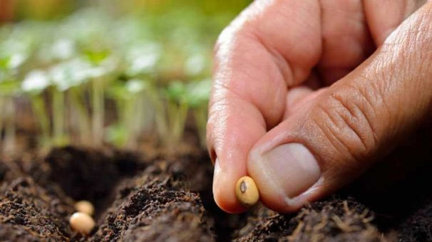 Yerli tohumlara 7 yeni çeşit eklendi