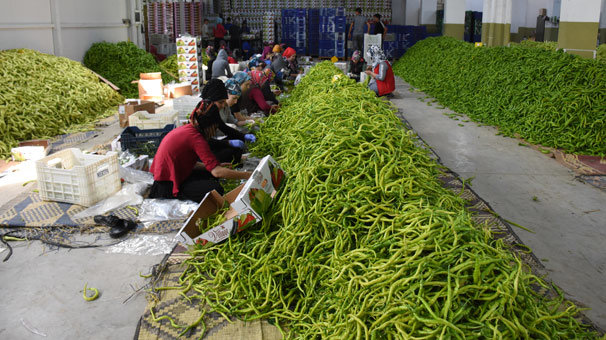Yeşil biber deposu ovada ikinci hasat