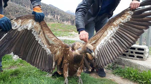 Yol kenarında bulundu! Hemen tedaviye alındı