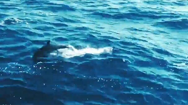 Yunuslar Mavi Vatan'da yalnız bırakmadı