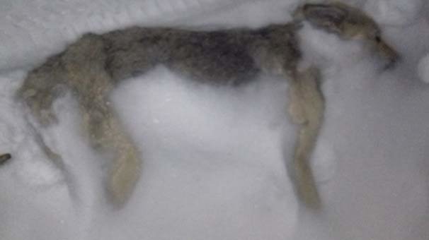 Yürekleri sızlatan görüntü! Karda donmuş halde bulundu