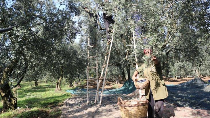 Zeytin alım fiyatı belli oldu