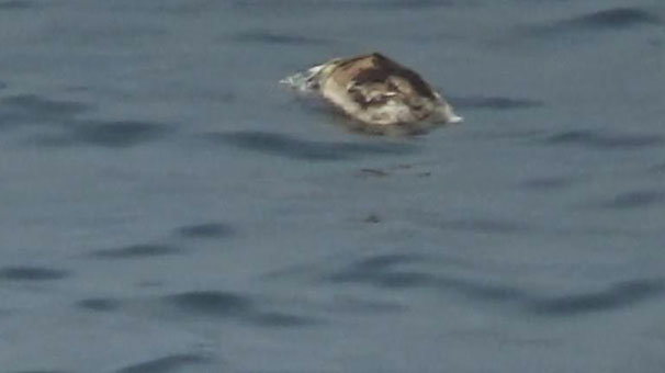 Zonguldak açıklarında fark edildi! Harekete geçen güvenlik ekipleri...